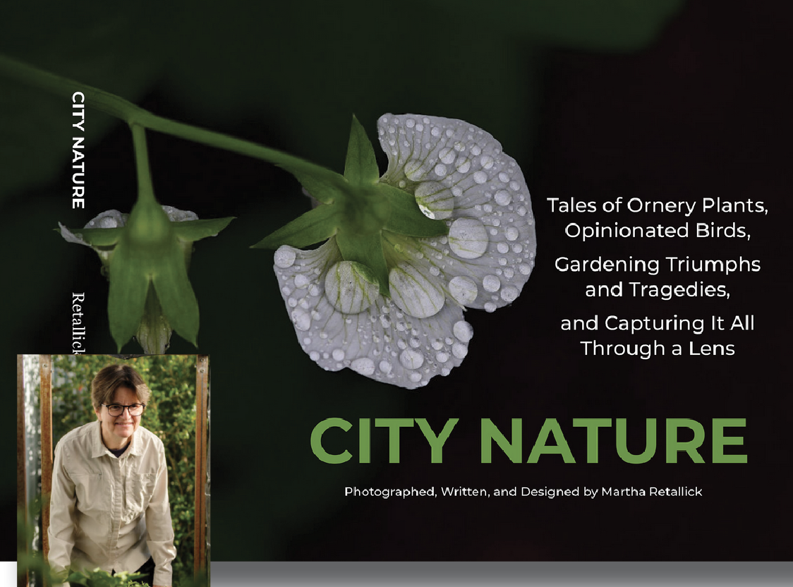 Explore Tucson Water Harvesting in New Book, City Nature Natural