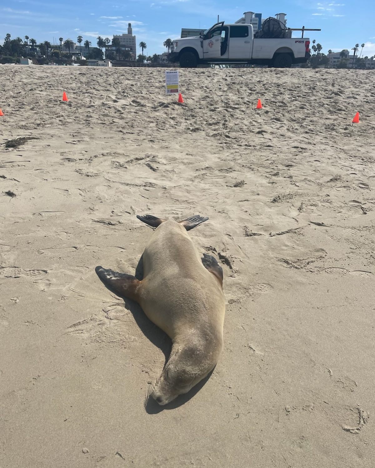 Toxic Algal Bloom Suspected in Dolphin and Sea Lion Deaths in