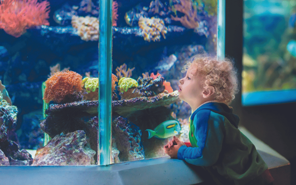 Watching Fish Swim The Joys and Benefits of Aquariums Natural