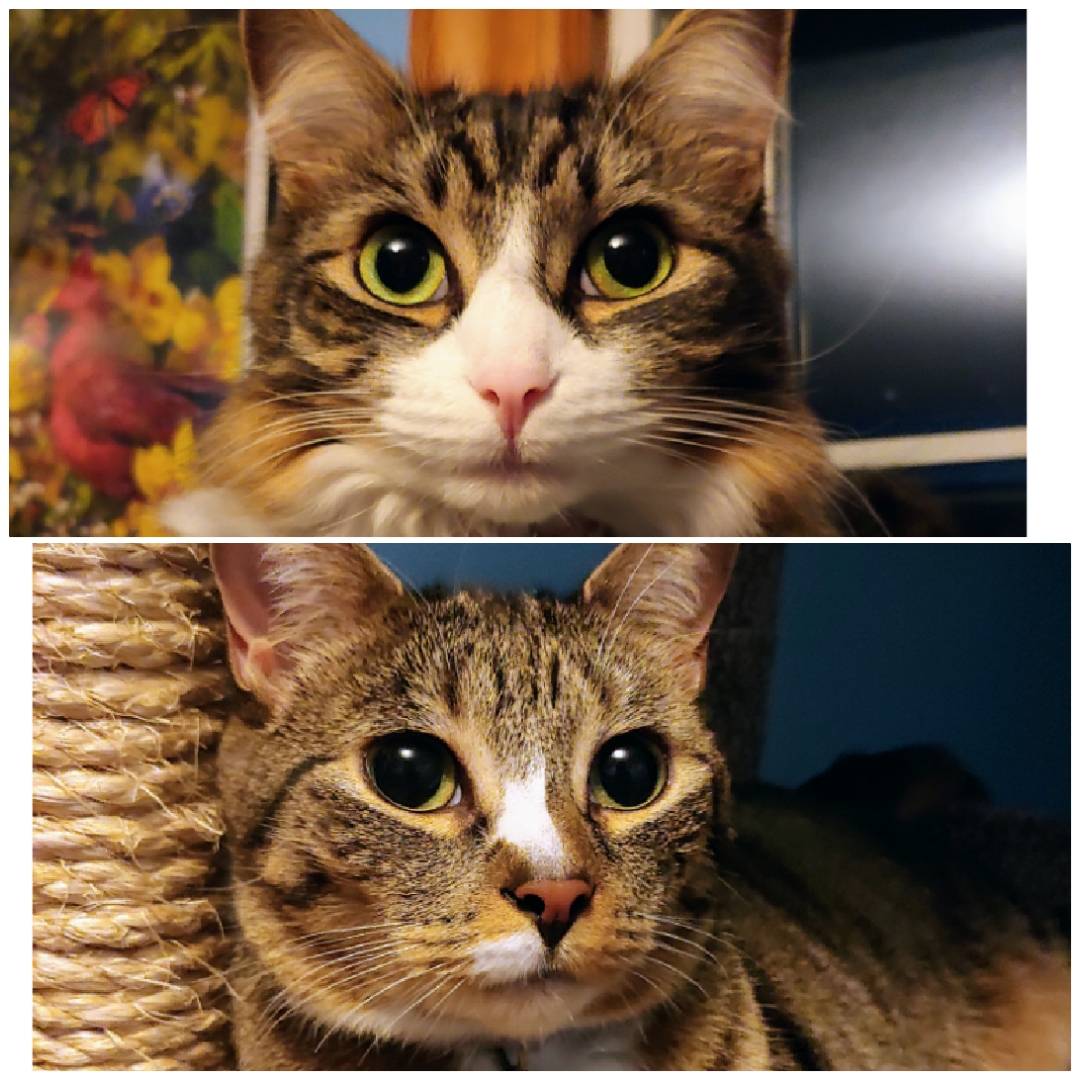 Webster’s Community Cat Connection has Successful Kitten Shower Event