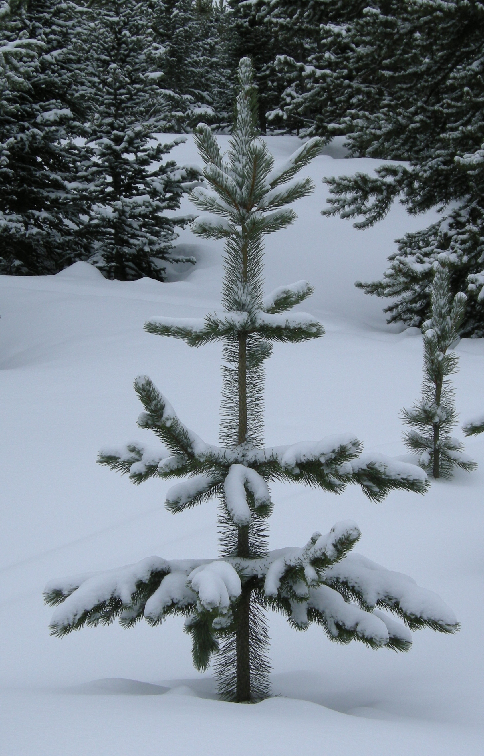 Cutting down your own Christmas Tree the ins and outs, and howto’s Davis County News