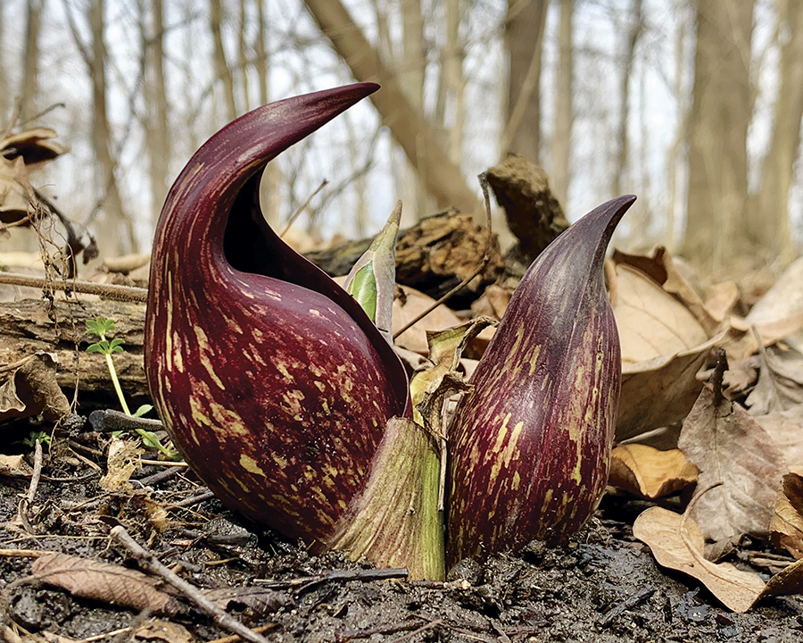 Skunk Cabbage, First Illinois Native Wildflower, Blooms This Month