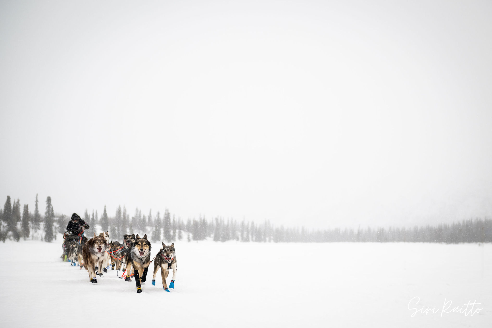 The 2024 Iditarod Dog Sled Race is on! Follow Grand Marais mushers Erin