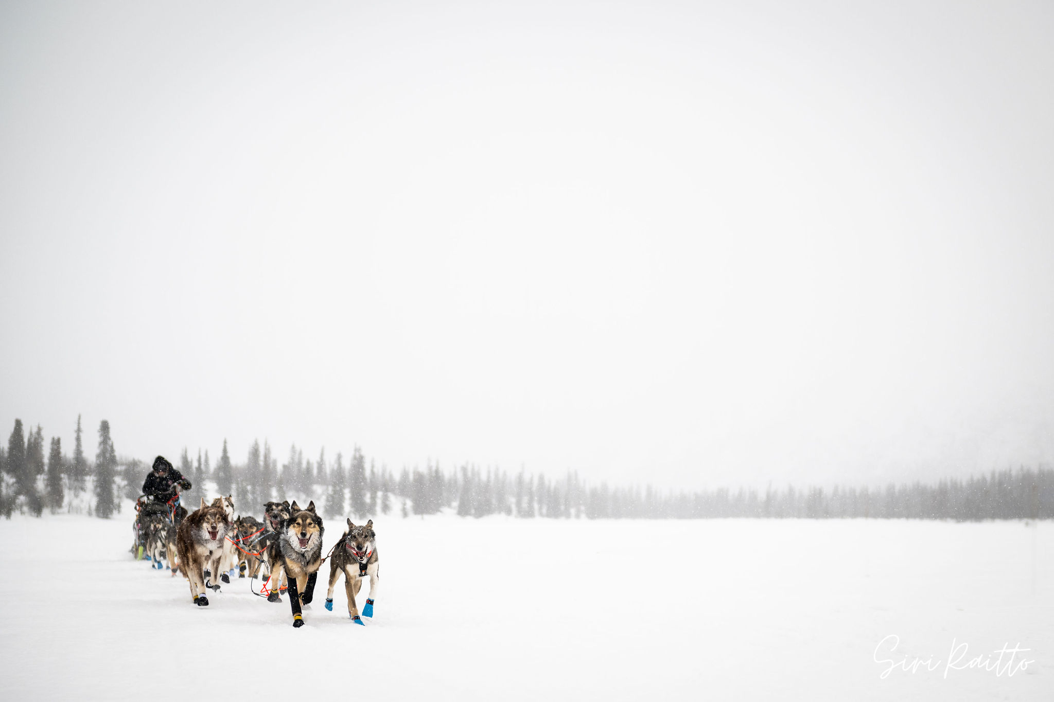 The 2025 Iditarod Dog Sled Race is on! Follow Grand Marais mushers Erin