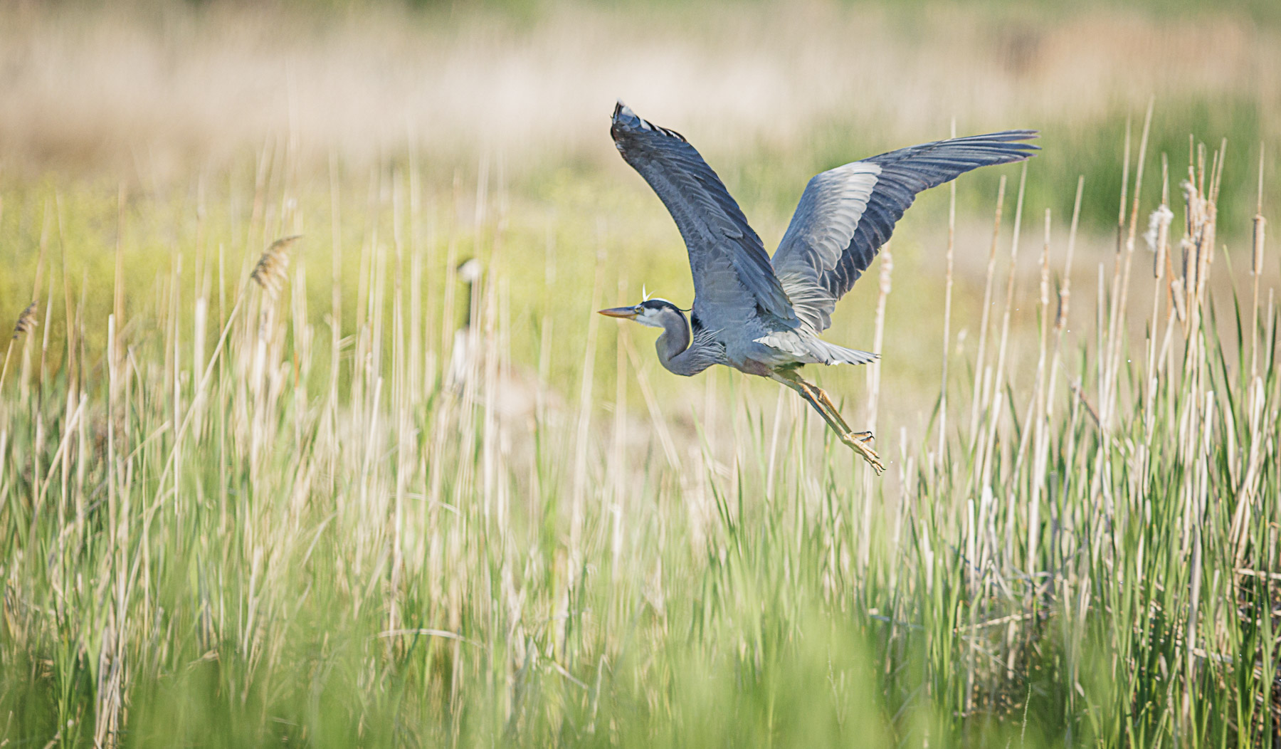 Great Salt Lake Bird Festival brings new offerings Davis County News