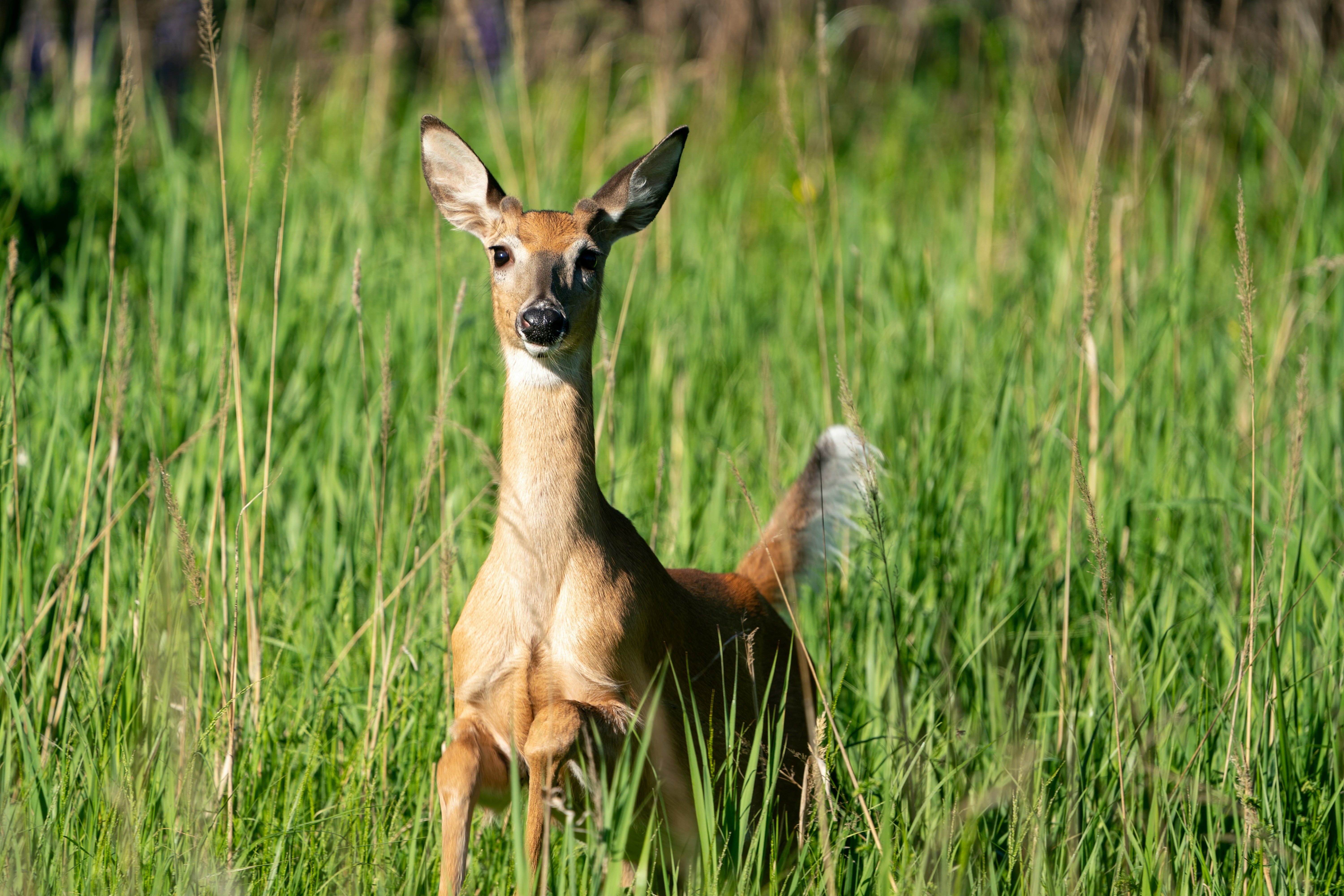 MN DNR 2024 Deer hunting regulations and hunting licenses now