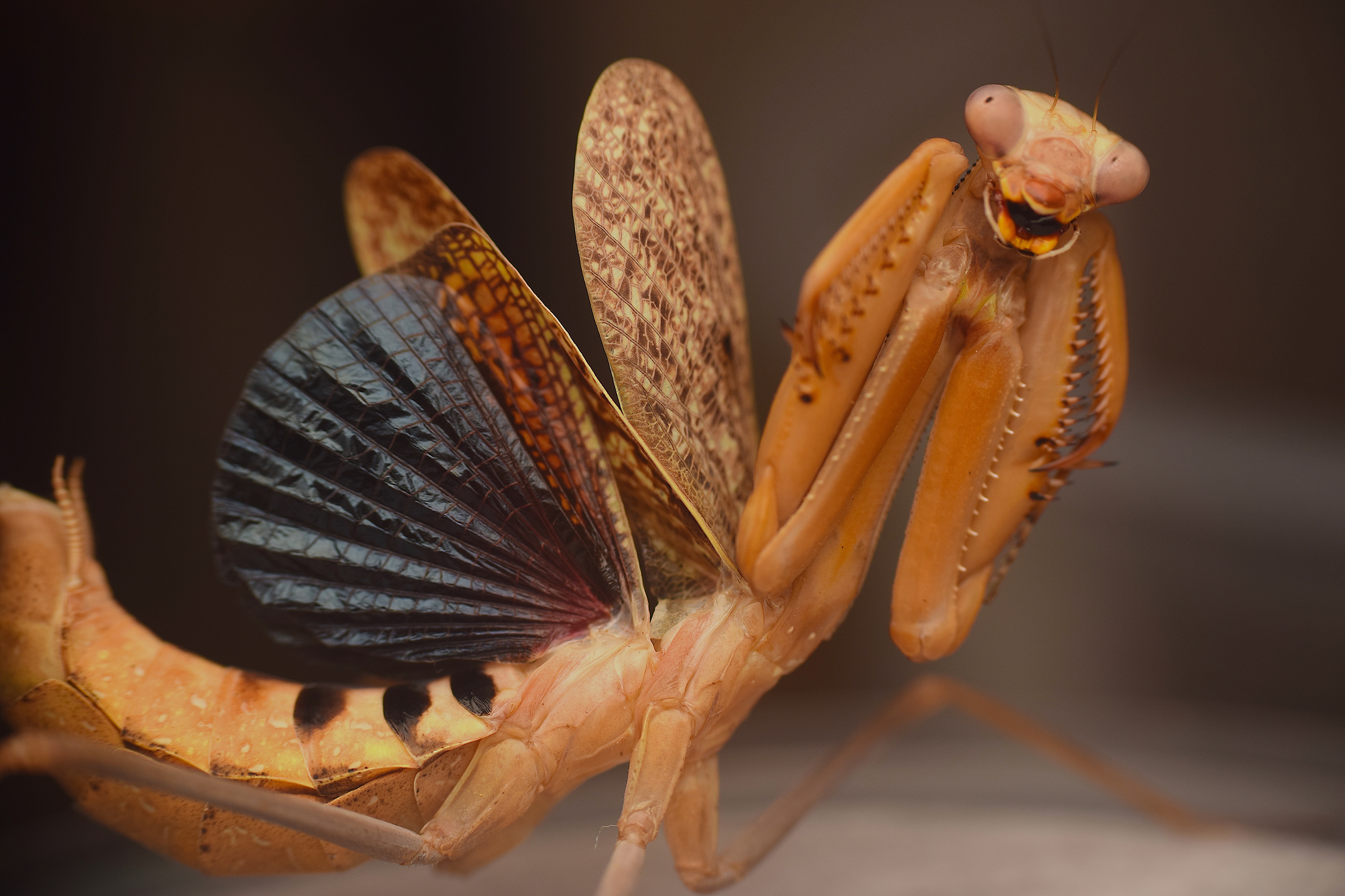 UC Davis Alumnus Discovers New Species of Praying Mantis