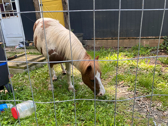 The Mini Horse that Could | Mountain Home Magazine