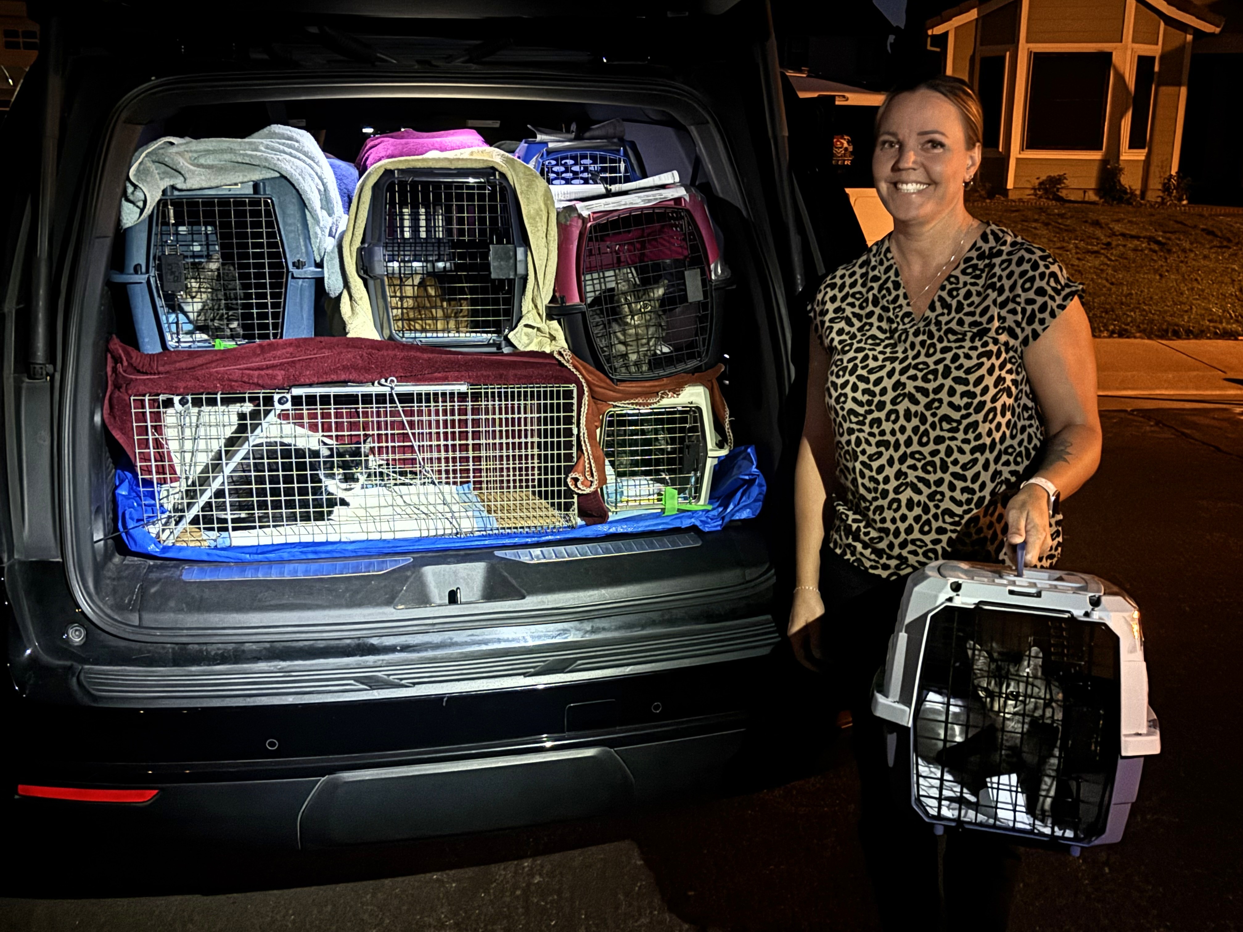 Solano Kitten Network Combats Feral Cat Overpopulation | Independent Voice