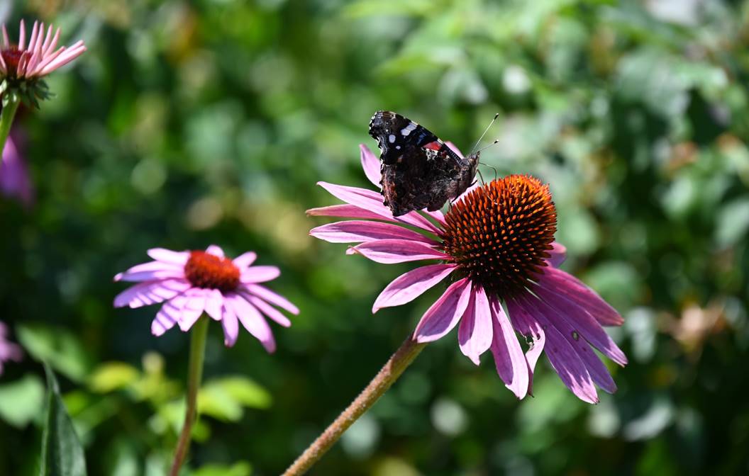 Turn Any Patio Into a Pollinator Haven: Container Plantings for Bees ...