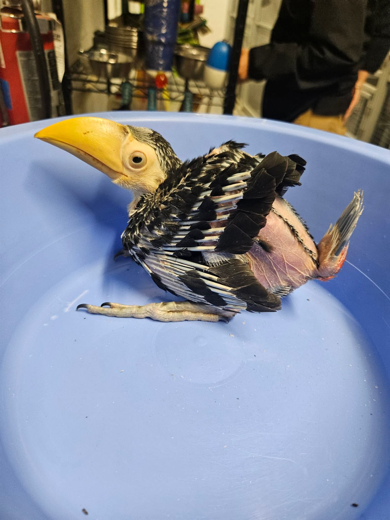 Meet Mango, a Toco Toucan! | Gulf & Main Magazine