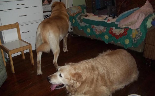 Found: two dogs, Altadena/Glenrose [back home] | Altadena Point