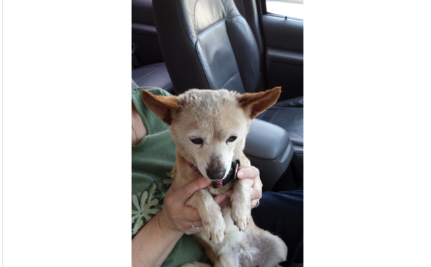 Found chihuahua, two collars, Marengo/Mariposa | Altadena Point