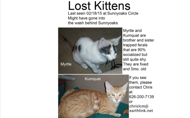 Lost: semi-feral kittens in the wash [came home] | Altadena Point
