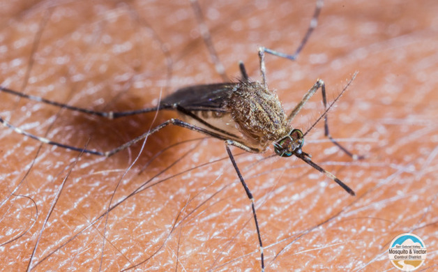 Mosquito populations exploding early due to hot, dry winter. | Altadena Point