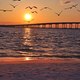 Thumb_sunsetbirds_felder