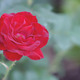 Thumb_garden_web