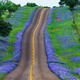 Thumb_bluebonnet_highway