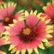 Thumb_indian-blanket
