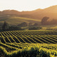 Thumb_napa-valley-vineyards