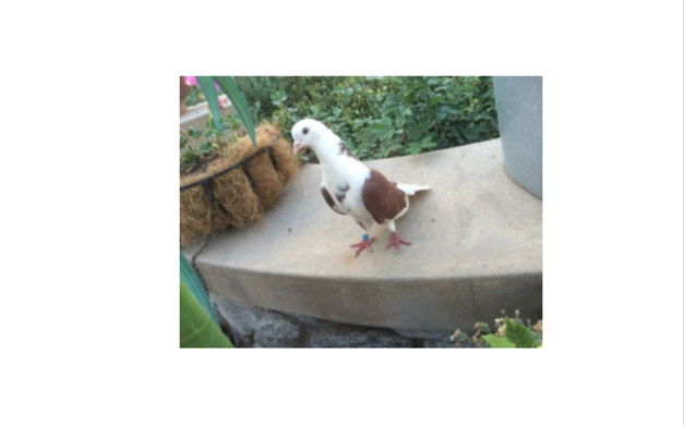 Found: pigeon | Altadena Point