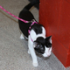 Thumb_leash_walking_black_and_white_kitty_250-250