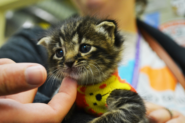 How Do You Tell If Kittens Are Abandoned And In Need Of Your Help North Hills Monthly