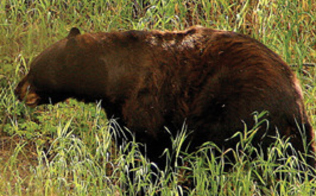 Main_image_bear-at-gloamin_-fest_1