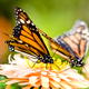 Thumb_dreamstime_s_6885306