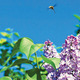 Thumb_spring-2013-slider