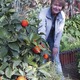 Thumb_greenhouse_054