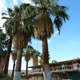 Thumb_palmsvert_2012_026