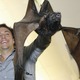 Thumb_bat_flight