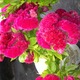 Thumb_img_0362