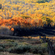 Thumb_walden-fence-line