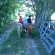 Thumb_horse