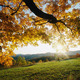 Thumb_autumn_leaves