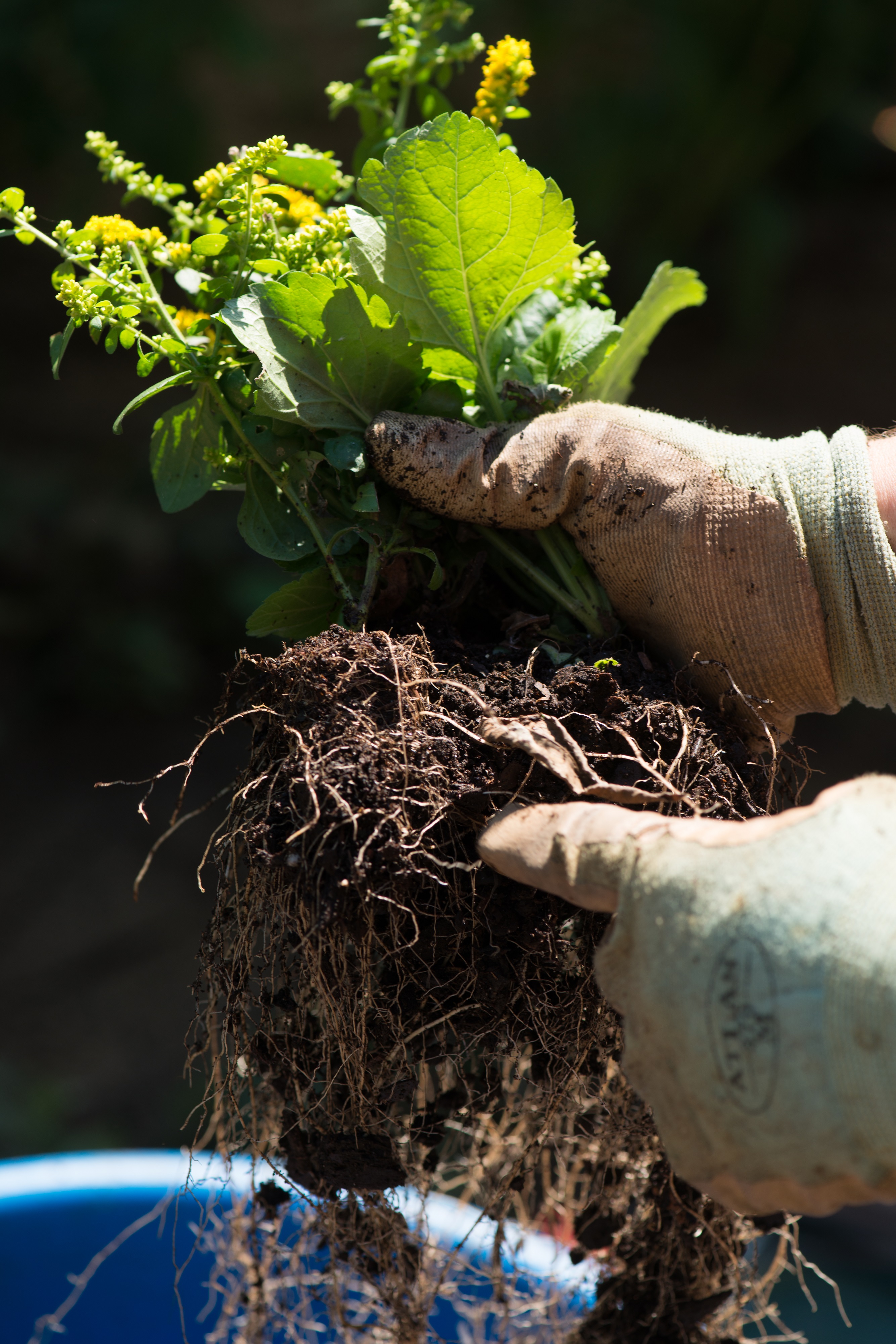 Dividing Perennials