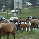 Thumb_elk_evergreen_female_herd_on_move