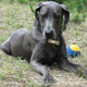 Thumb_sp_dogma_-hattie-mar12