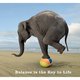 Thumb_elephant-balance