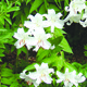 Thumb_casa_blanca
