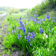 Thumb_roadside
