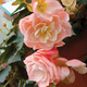 Thumb_nwg-begonia-_scentsational_