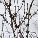 Thumb_nwg-forsythia
