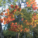 Thumb_vine_maples