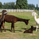 Thumb_alpacas_pedro1