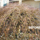 Thumb_nwg-before