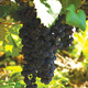 Thumb_wine-syrah-grapes-sanders