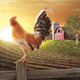 Thumb_rooster_2638645_m